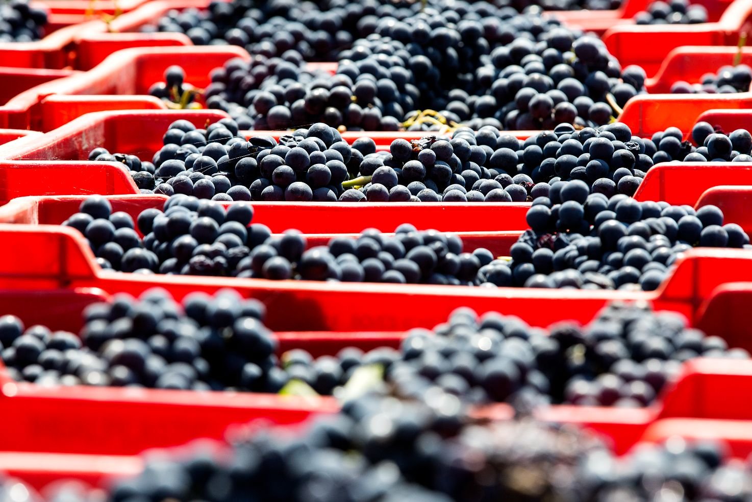 dai-gresy_agriturismo_langagood-trips_Vendemmia (6).jpg